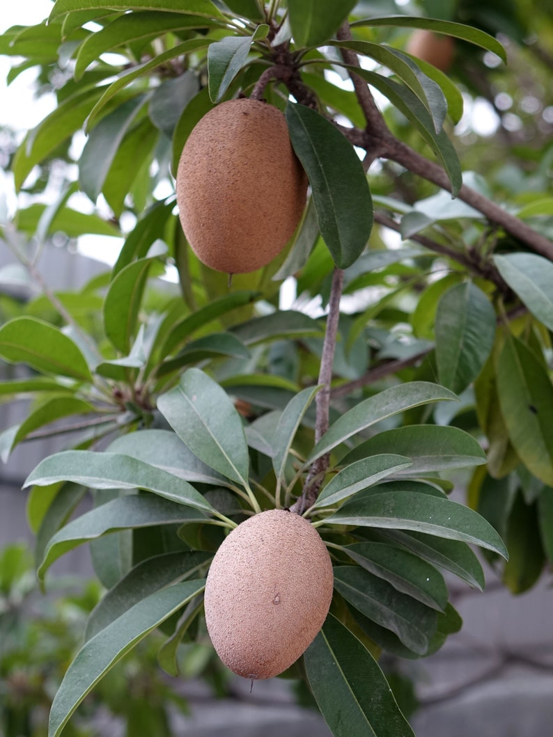 Tropical Seeds Rare Chicle 5 Heirloom Seeds Chewing Gum Tree Sapodilla Manilkara zapota image 1