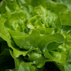 250 Heirloom Vegetable Seeds - Buttercrunch Butterhead Lettuce -Save Big on More Packs -Mix and Match Sale!