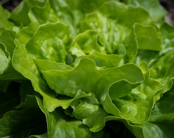 Vegetable Seeds - Buttercrunch Butterhead Lettuce -250 Seeds-Heirloom  -Beautiful Color - Excellent Salad