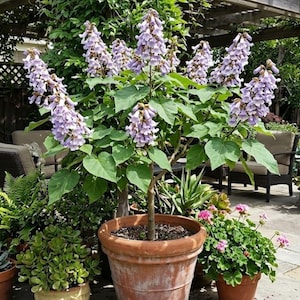 10 Heirloom Tropical Tree Seeds-  -Dragon Tree! Paulownia fortunei