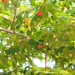 25 Seeds - Tropical Jamaican Cherry  or Strawberry Tree -Rare!  Good Container Plant - -Muntingia calabura -Seed Pack- See Listing Below