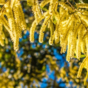 Tropical Seeds -Acacia /Senegalia catechu - 10 Seeds-Rare- Container gardening or Standard - Yellow Mimosa