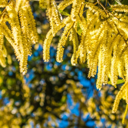 Tropical Seeds -Acacia /Senegalia catechu - 10 Seeds-Rare- Container gardening or Standard - Yellow Mimosa