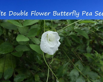 10 Rare Double WHITE Butterfly Pea Tropical Seeds - Clitoria ternatea