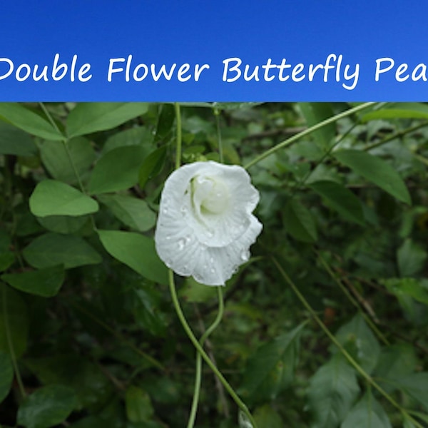 Tropical Seeds -Rare Double WHITE Butterfly Pea -10 Seeds -Perfect Trellis Plant -Hanging Basket -See Listing- Clitoria ternatea