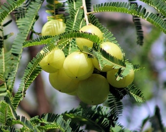 Seed Pack = 10 seeds -Indian Gooseberry -Container Gardening - -Phyllanthus emblica= See Description Below