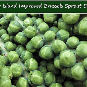 100 Heirloom Vegetable Seeds- Brussels Sprouts- Long Island Improved-Save Big on More Packs -Mix and Match! Sale!