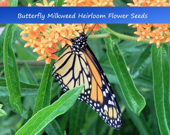 20 Algodoncillo mariposa naranja - Anual - Flor silvestre perenne - ¡Compre más y ahorre más! ¡Mezcle y combine!