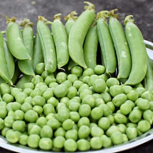 100 All Natural Heirloom Vegetable Seeds -Sugar Ann Snap  Pea  -Save Big on More Packs -Mix and Match- Sale!
