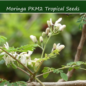 Tropical Seeds Moringa oleifera PKM2 -Hybrid- 10 Seeds -Grown for Large Yields