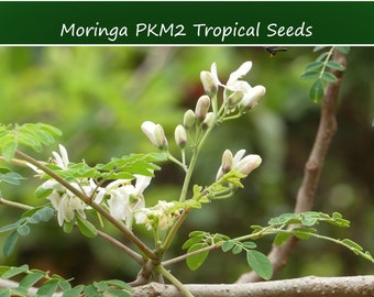 Tropical Seeds Moringa oleifera PKM2 -Hybrid- 10 Seeds -Grown for Large Yields