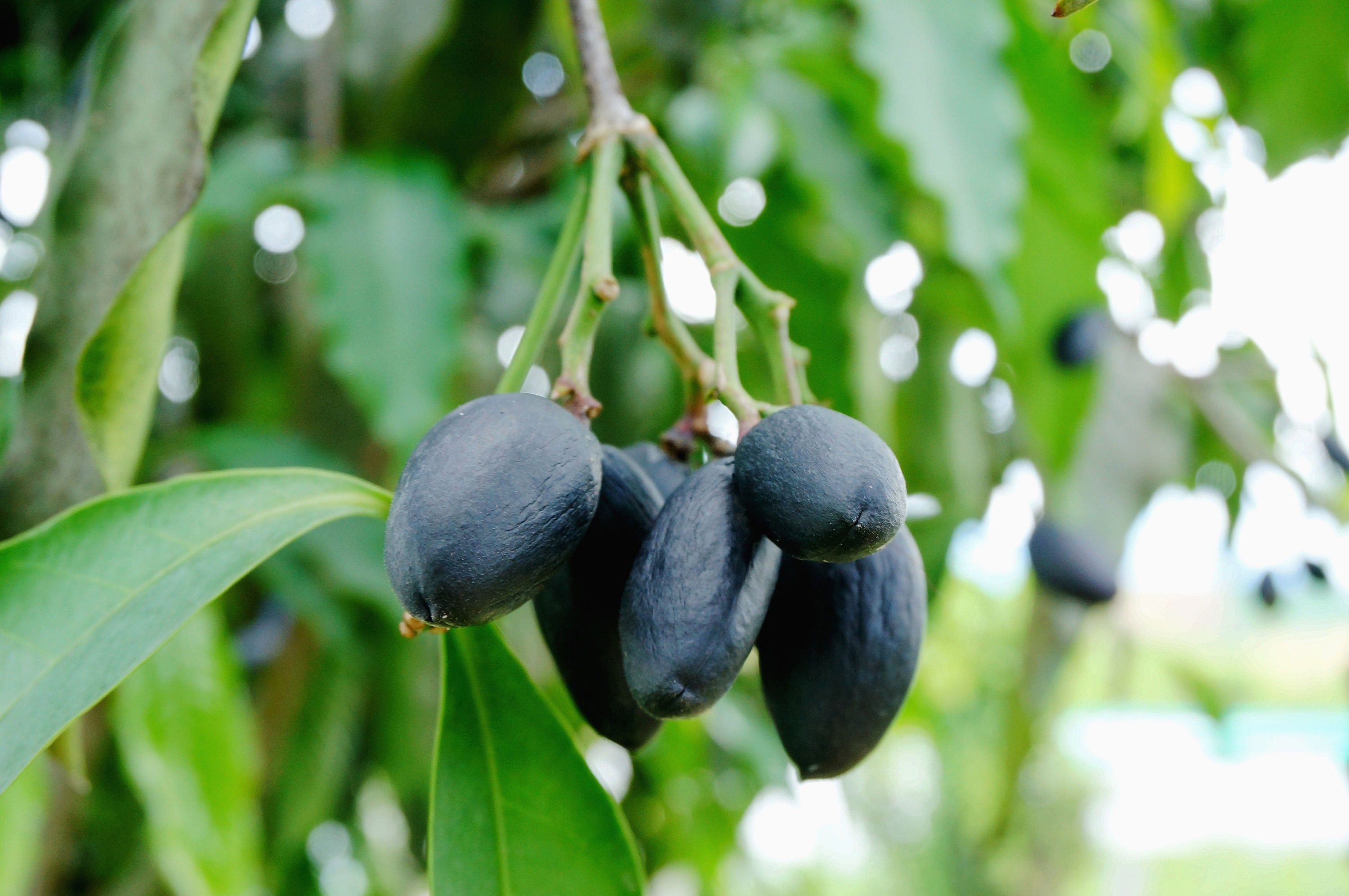 Tropical Tree Seeds Bahera 10 Heirloom Seeds Terminalia Etsy Australia