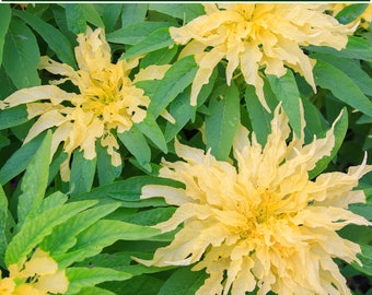 Flower Seeds - Amaranthus tricolor -100 Seeds-Yellow Annual Flower- Bedding plant - Sun or Shade- See Listing Below