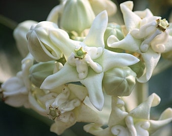 10 seeds- Rare White Crown Flower- Important to Monarch Butterflies- -See Listing Below--Calotropis gigantea