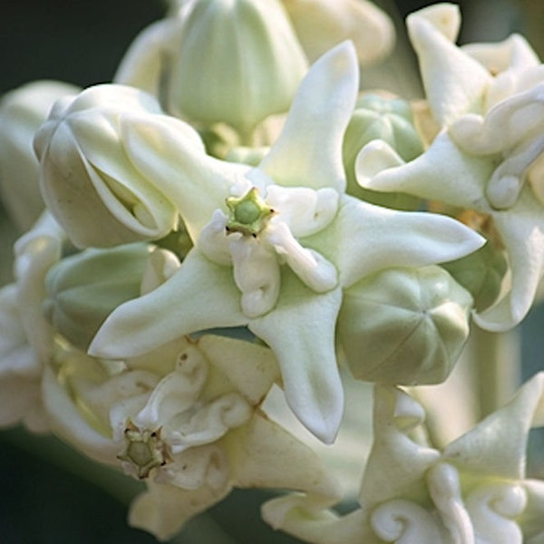 10 seeds- Rare White Crown Flower- Important to Monarch Butterflies- -See Listing Below--Calotropis gigantea