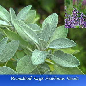 Herb Seeds-Broadleaf SAGE - 25 Heirloom Garden Herb Seeds! -Save Big on More Packs -Mix and Match- Buy More Save More Sale!