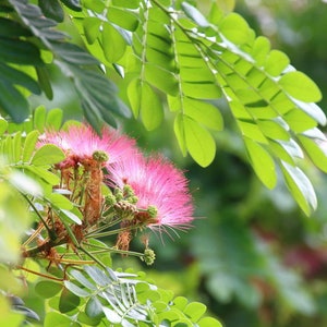 May include: Close-up of vibrant pink powderpuff flowers with feathery stamens, surrounded by lush green leaves. The image captures the delicate beauty of the blooms and the surrounding foliage, creating a natural and serene scene.