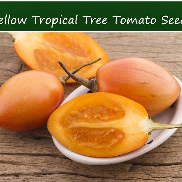 Tropical Seeds -Rare Yellow Tropical Tree Tomato -10 Heirloom Seeds -Container Gardening--Ornamental plant seed -Solanum Betacea