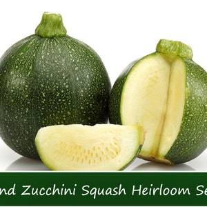 Vegetable Seeds - Squash-Round Zucchini Squash 10 Seeds -Heirloom Vegetable -Great Taste- High Quality