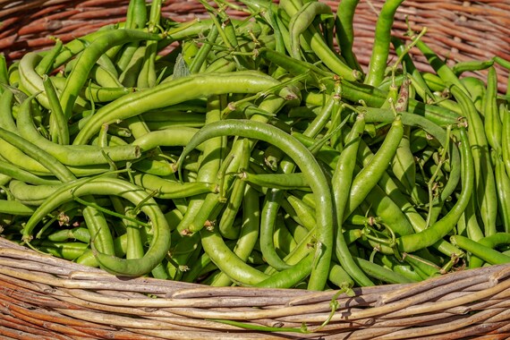 75 Seeds Bean seed Kentucky Wonder Pole Vegetable Exceptional flavor Heirloom