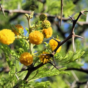 Tropical Seeds Umbrella Thorn Acacia 20 Seeds-See Listing Tree Seed Acacia Tortilis Vachellia image 4