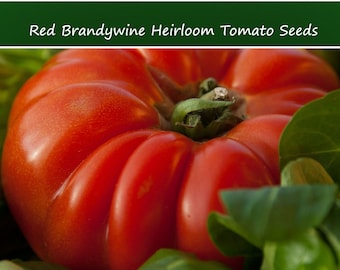 Tomato Seeds -Red Brandywine 20 Vegetable Seeds - Slicing Tomato- Large Delicious Fruit- Vigorous Grower