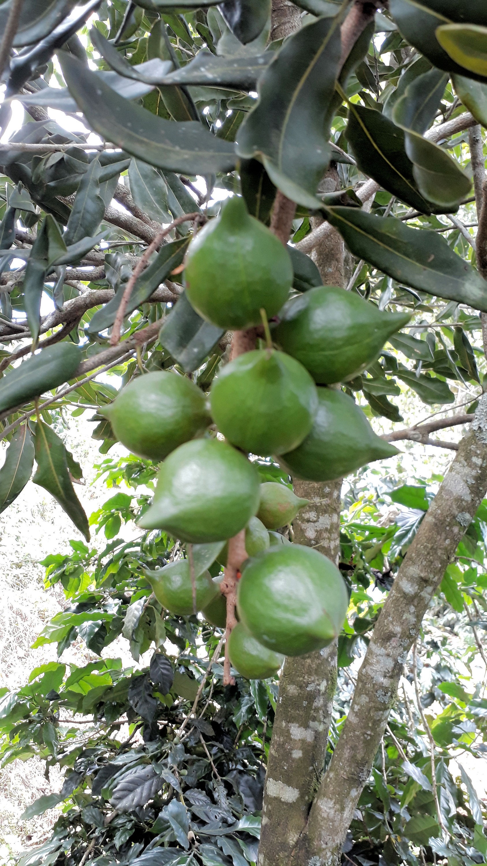 Macadamia Integrifolia tree seeds 4 Graines Noyer du Queensland Macadamia Integrifolia tree seeds 4 Graines Noyer du Queensland