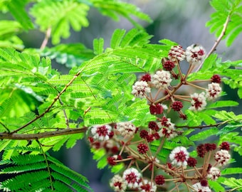 Tropical-  Acacia Concinna Shikakai  - 20 Seeds -Great Container -Tropical - Multi-use Plant--Good Bonsai - Soap Bush