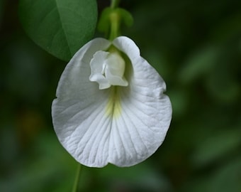 10 WHITE Butterfly Pea Tropical Seeds! Clitoria ternatea