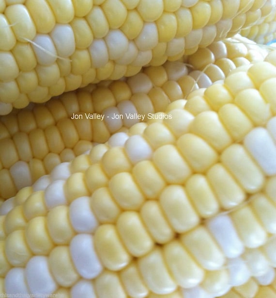 25 Seeds Peaches and Cream Sweet Corn Two Colors Two Flavors Etsy