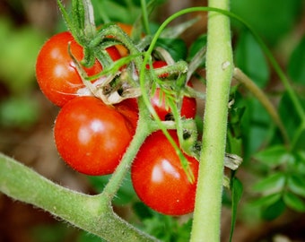 20 Everglades Cherry Tomato Seeds- Sweet Heirloom