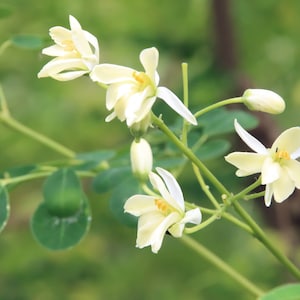 Moringa Seeds - 20 SEEDS -Moringa oleifera - Kelor- Seeds For Planting-Save Big on 2 or More Packs Mix and Match