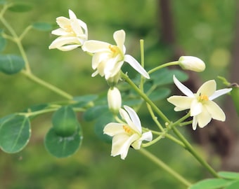 20 Moringa Seeds! -Moringa oleifera - Kelor- Seeds For Planting