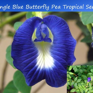 May include: A single blue butterfly pea flower with a white center. The flower is surrounded by green leaves. The image also shows a close-up of the plant's leaves and a few more blue butterfly pea flowers.
