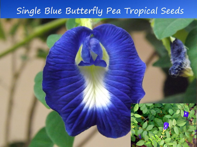 May include: A single blue butterfly pea flower with a white center. The flower is surrounded by green leaves. The image also shows a close-up of the plant's leaves and a few more blue butterfly pea flowers.