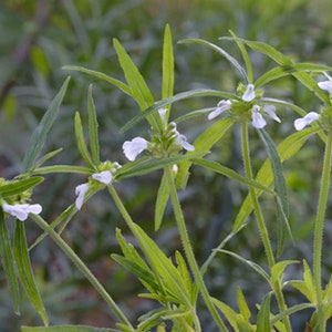 Herb Seeds Leucas aspera Thumbai 20 Garden Herb Seeds See Listing Below Herb Garden Indoors or Out image 2