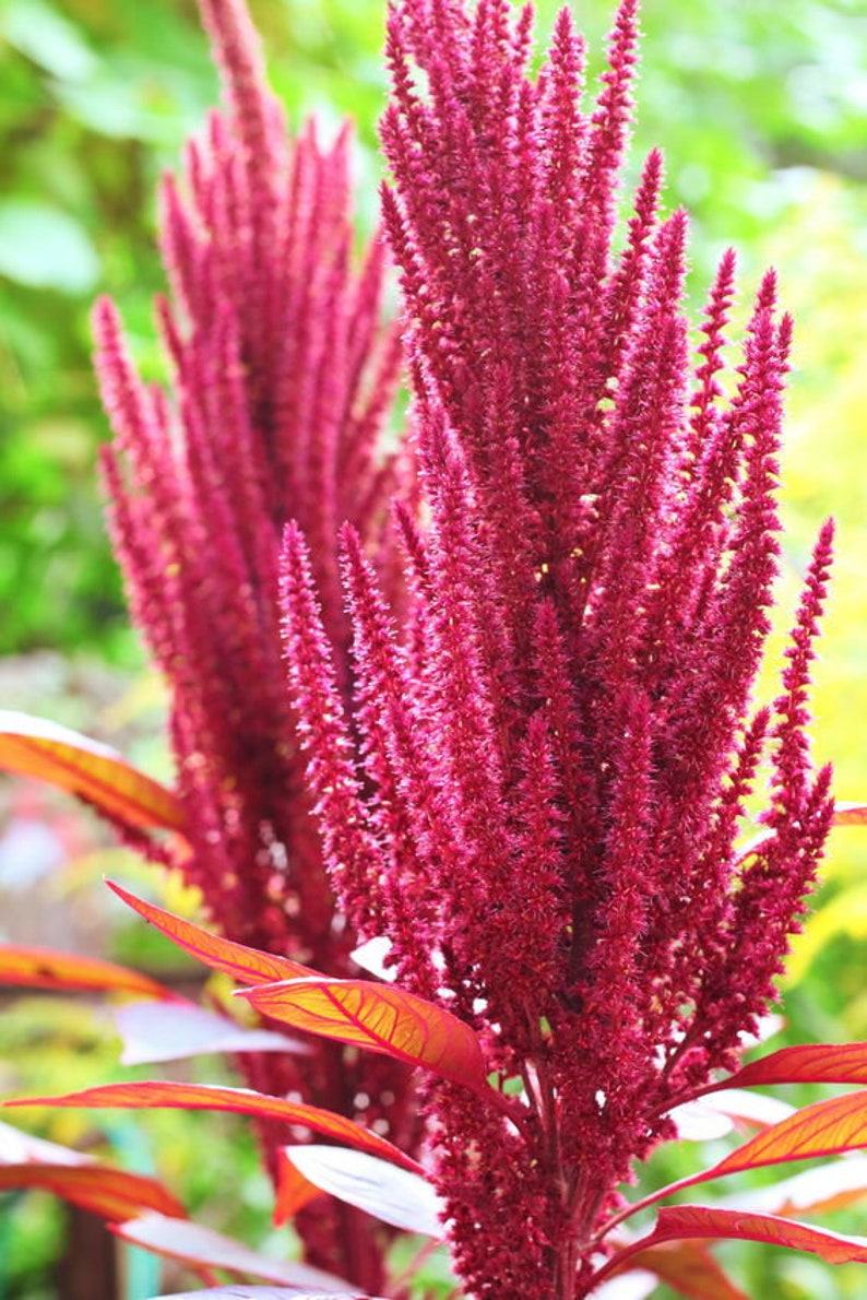 Purple Grain Amaranth 200 Seeds Amaranthus Cruentus Annual Etsy