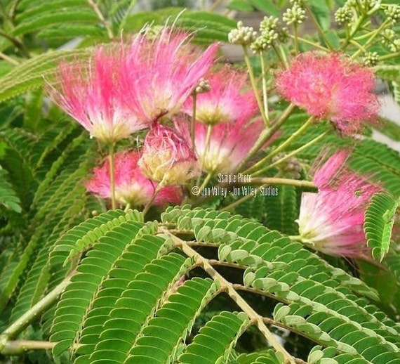 Bonsai Boys Flowering Mimosa Bonsai Tree Large leucaena glauca