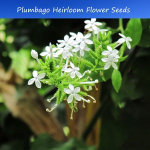 Tropical Seeds Plumbago zeylanica 20 Seeds Flower Seeds image 1