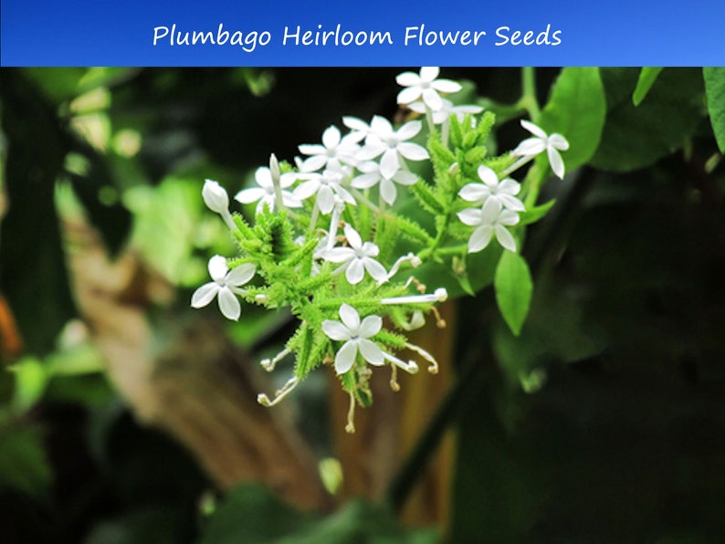 Tropical Seeds Plumbago zeylanica 20 Seeds Flower Seeds image 1