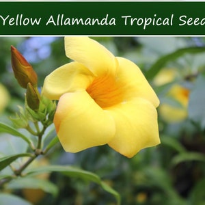 10 Heirloom Tropical Seeds-Bush Allamandra- nerifolia-Save Big on More Packs -Mix and Match- Sale! Buy More Save More!