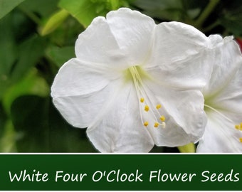 Flower Seeds - White 4 O'clock - 50 Heirloom Seeds -Mirabilis jalapa -Brilliant Blooms -Annual - Perennial Flower Trumpet Shape White Flower