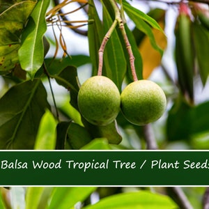 20 Tropical Seeds-Balsa Wood Tree-  Ochroma lagopus / pyramidale-Save Big on More Packs -Mix and Match- Sale!
