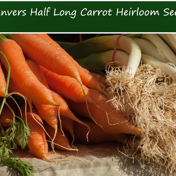 Vegetable Seeds - Danvers Half Long Carrot -500 Heirloom Seeds