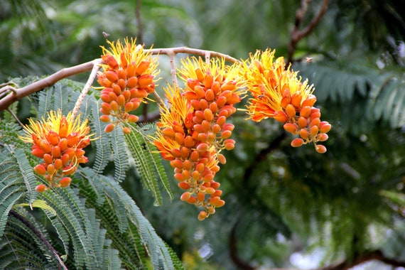 10 Seeds Colvilles Glory Great Potted Tropical Multi Use Etsy