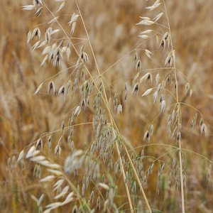 May include: Close-up of oat plants with long, slender stems and delicate, seed-bearing heads. The oat plants are a light tan color, contrasting with the blurred, golden-brown background of a wheat field. The image captures the natural beauty of the grain.