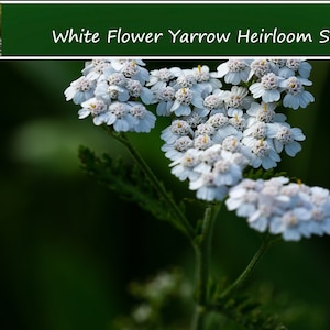 Flower SEEDS White Yarrow 500 Seeds Achillea Perfect for Flower Beds and Mass Planting Wildflower image 1