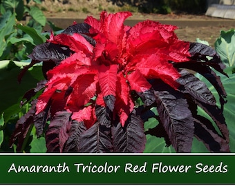 100 Heirloom Flower Seeds -Amaranthus Tricolor -Early Splendor- -Annual Bedding Plant-Save Big on 2 or More Packs Mix and Match Sale!