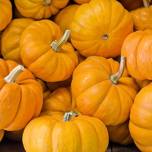 20 Heirloom Vegetable Seeds -Jack Be Little Pumpkin -All Natural-Save Big on More Packs -Mix and Match! Sale!