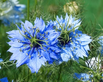 Flower Seeds -Jewels Indigo-100 Seeds- Love in a Mist-  Annual Flower-Nigella